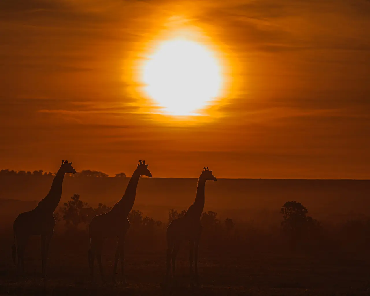 giraffe-silhouette-es-1280x1024