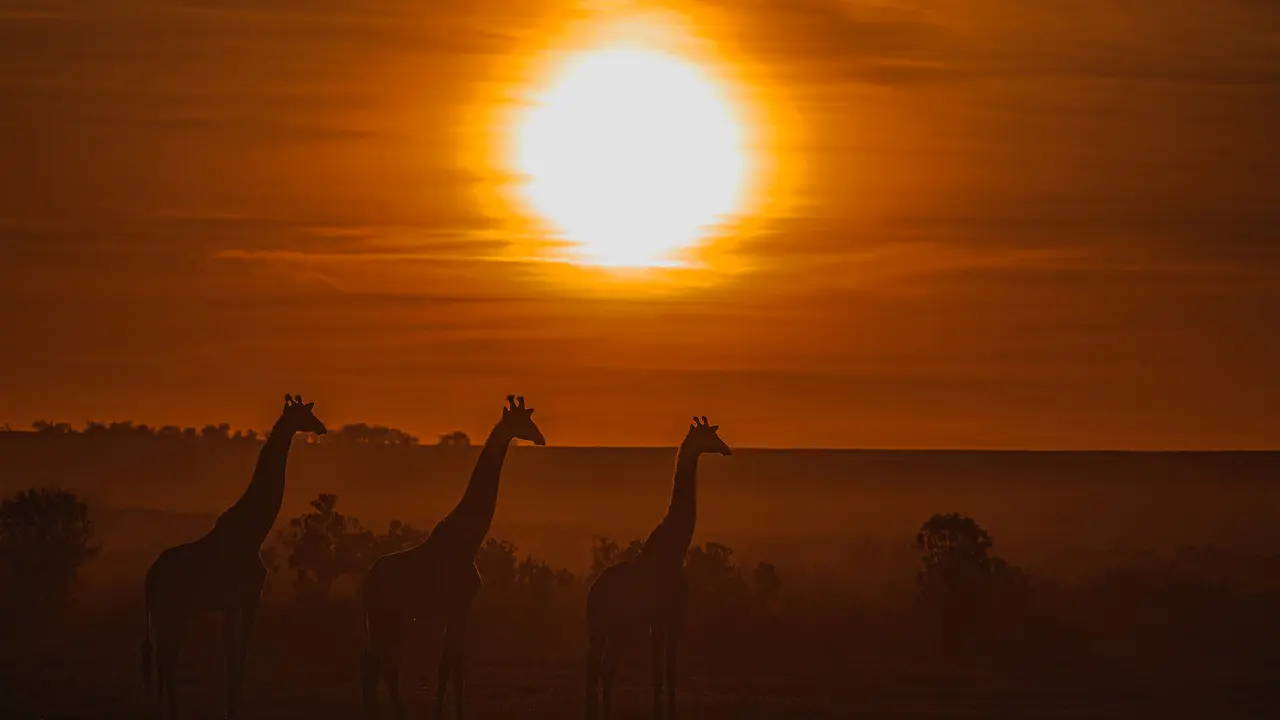 giraffe-silhouette-es-1280x720