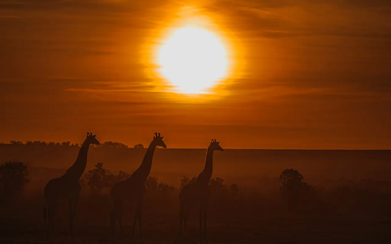 giraffe-silhouette-es-1280x800