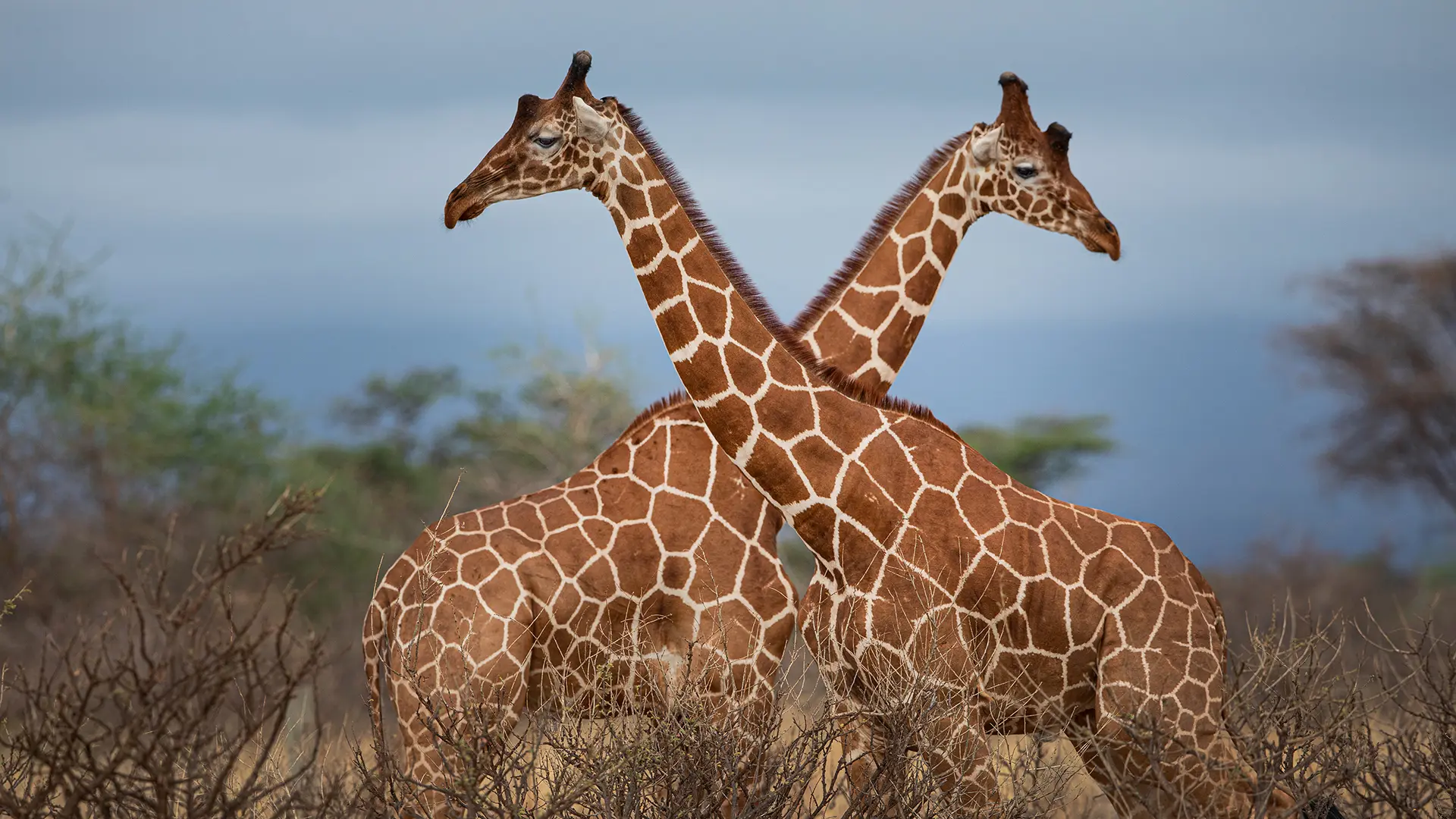 images-try-1980x1080